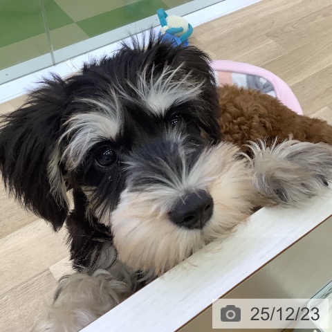 山梨県のミニチュアシュナウザー (ペットプラス 甲府昭和店/2025年9月30日生まれ/男の子/ブラックシルバー)の子犬の3枚目の画像