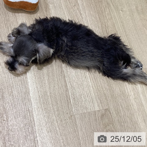 宮城県のミニチュアシュナウザー (ペットプラス 名取店/2025年9月30日生まれ/女の子/ソルトペッパー)の子犬の4枚目の画像