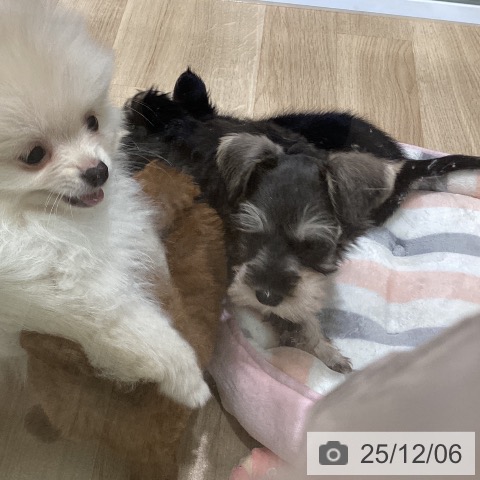 宮城県のミニチュアシュナウザー (ペットプラス 名取店/2025年9月30日生まれ/女の子/ソルトペッパー)の子犬の3枚目の画像