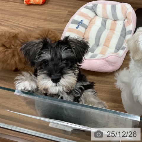 茨城県のミニチュアシュナウザー (ペッツワン 古河店/2025年9月30日生まれ/女の子/ソルトペッパー)の子犬の3枚目の画像