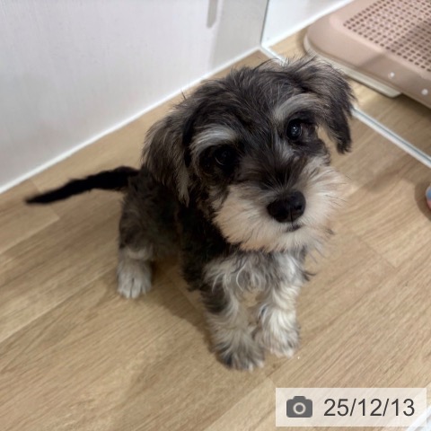 ミニチュア・シュナウザーの写真