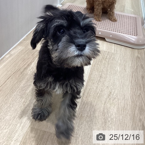 千葉県のミニチュアシュナウザー (ペットプラス 木更津店/2025年9月30日生まれ/女の子/ブラックシルバー)の子犬の3枚目の画像