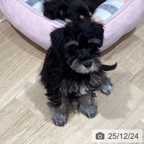 千葉県のミニチュアシュナウザー (ペットプラス 木更津店/2025年9月30日生まれ/女の子/ブラックシルバー)の子犬の3枚目の画像