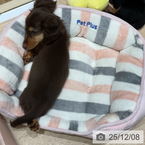 埼玉県のミニチュアダックスフンド(ロング) (ペットプラス ららぽーと富士見店/2025年9月29日生まれ/男の子/チョコレートタン)の子犬の4枚目の画像