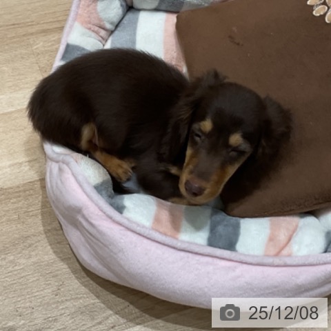 埼玉県のミニチュアダックスフンド(ロング) (ペットプラス ららぽーと富士見店/2025年9月29日生まれ/男の子/チョコレートタン)の子犬の3枚目の画像