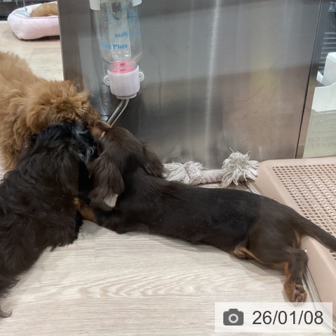 埼玉県のミニチュアダックスフンド(ロング) (ペッツワン 新座店/2025年9月29日生まれ/男の子/チョコレートタン)の子犬の4枚目の画像