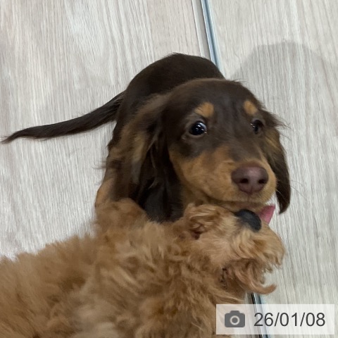 埼玉県のミニチュアダックスフンド(ロング) (ペッツワン 新座店/2025年9月29日生まれ/男の子/チョコレートタン)の子犬の3枚目の画像