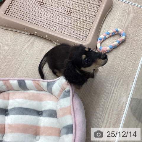 ミニチュア・ダックスフンドの写真