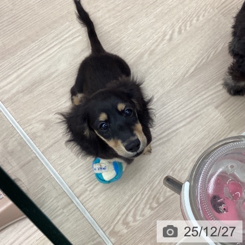 埼玉県のミニチュアダックスフンド(ロング) (ペットプラス 八潮店/2025年9月29日生まれ/男の子/ブラックタン)の子犬の3枚目の画像