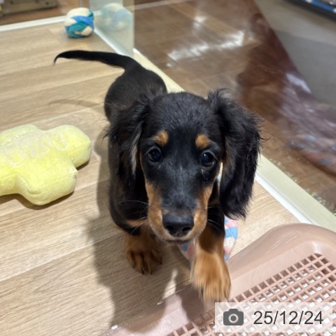 埼玉県のミニチュアダックスフンド(ロング) (ペットプラス 所沢店/2025年9月29日生まれ/男の子/ブラックタン)の子犬の4枚目の画像