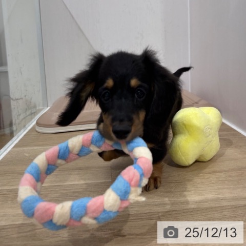 ミニチュア・ダックスフンドの写真