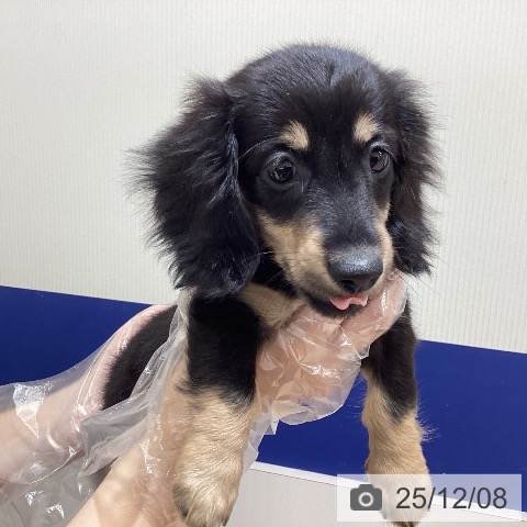 千葉県のミニチュアダックスフンド(ロング) (ペットプラス 成田店/2025年9月29日生まれ/女の子/ブラックタン)の子犬の4枚目の画像