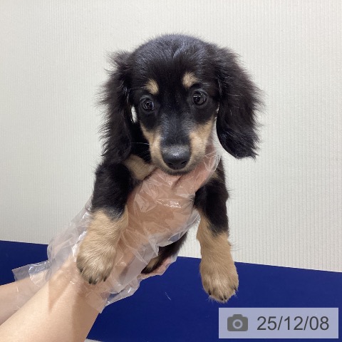 千葉県のミニチュアダックスフンド(ロング) (ペットプラス 成田店/2025年9月29日生まれ/女の子/ブラックタン)の子犬の3枚目の画像