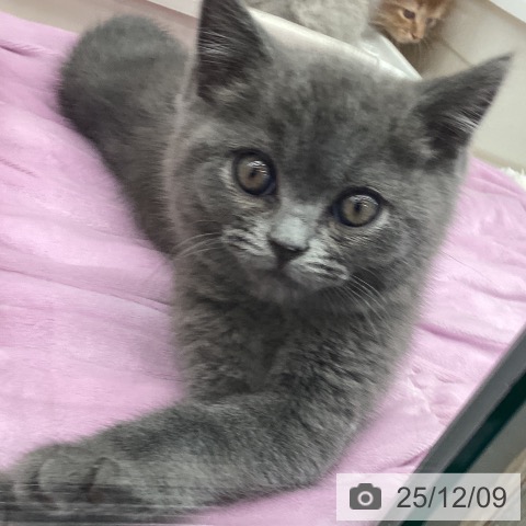 茨城県のブリティッシュショートヘアー (ペットプラス つくば店/2025年9月29日生まれ/男の子/ブルー)の子猫の4枚目の画像