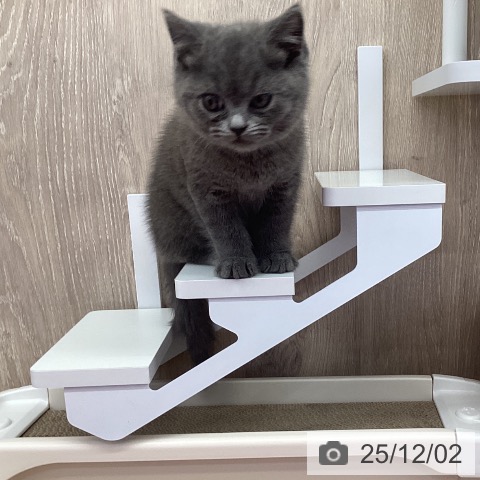 ブリティッシュショートヘアの写真