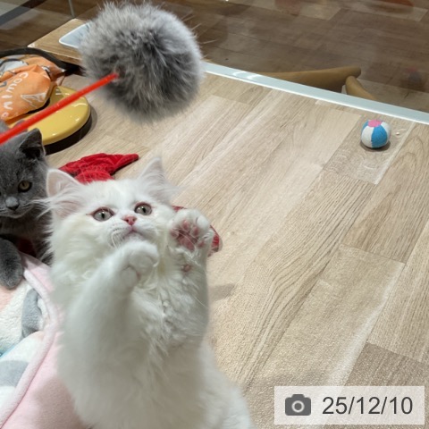 ミヌエットの写真