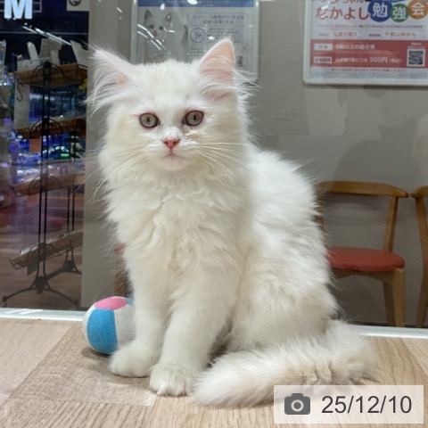 ミヌエットの写真