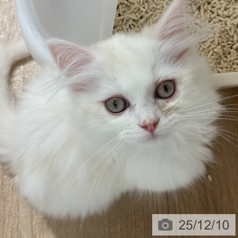 ミヌエットの写真