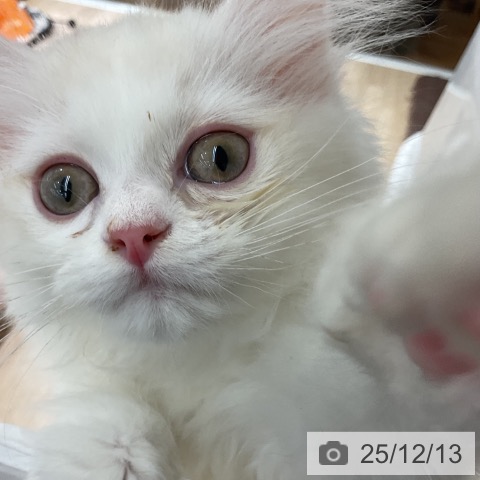 長野県のミヌエット (ペットプラス 長野店/2025年9月28日生まれ/男の子/カメオタビーホワイト)の子猫の3枚目の画像