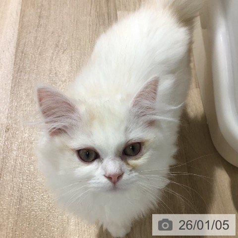 長野県のミヌエット (ペットプラス 長野店/2025年9月28日生まれ/男の子/カメオタビーホワイト)の子猫の3枚目の画像