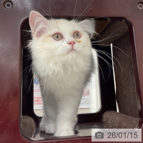 長野県のミヌエット (ペットプラス 長野店/2025年9月28日生まれ/男の子/カメオタビーホワイト)の子猫の4枚目の画像