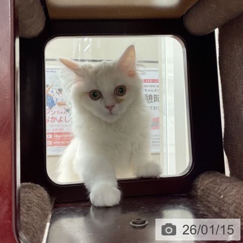 長野県のミヌエット (ペットプラス 長野店/2025年9月28日生まれ/男の子/カメオタビーホワイト)の子猫の3枚目の画像