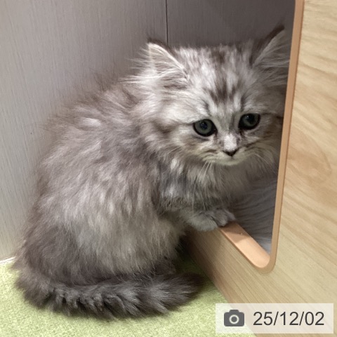 ミヌエットの写真