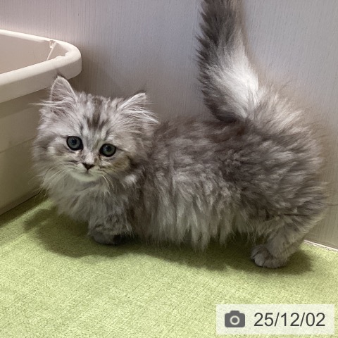 ミヌエットの写真