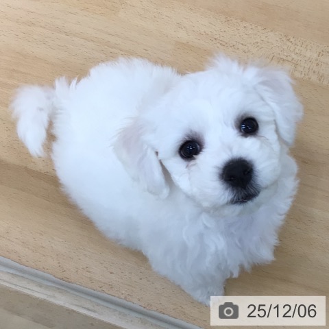 青森県のビションフリーゼ (ペットプラス 青森浜田店/2025年10月1日生まれ/男の子/ホワイト)の子犬の4枚目の画像