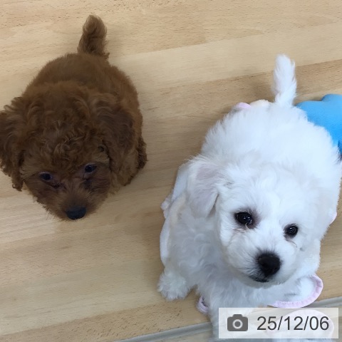 青森県のビションフリーゼ (ペットプラス 青森浜田店/2025年10月1日生まれ/男の子/ホワイト)の子犬の4枚目の画像