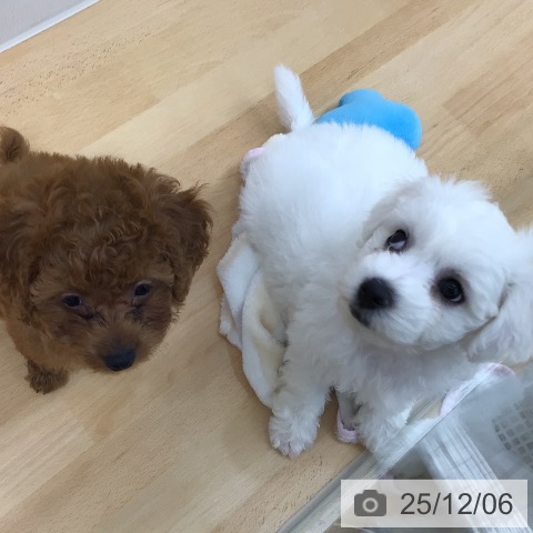 青森県のビションフリーゼ (ペットプラス 青森浜田店/2025年10月1日生まれ/男の子/ホワイト)の子犬の3枚目の画像