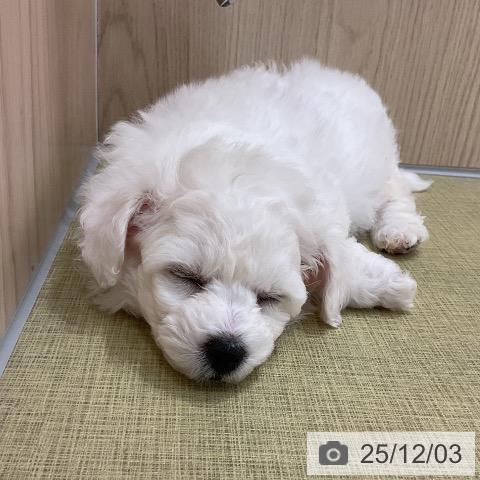 福島県のビションフリーゼ (ペットプラス イオンタウン郡山店/2025年10月1日生まれ/男の子/ホワイト)の子犬の4枚目の画像