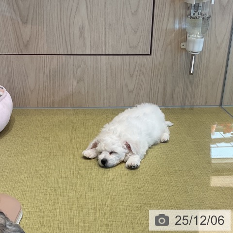 福島県のビションフリーゼ (ペットプラス イオンタウン郡山店/2025年10月1日生まれ/男の子/ホワイト)の子犬の3枚目の画像