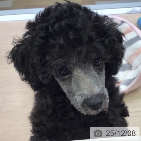 トイ・プードルの写真