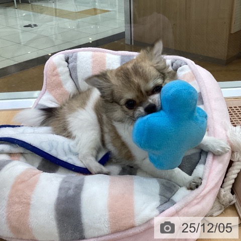 埼玉県のチワワ(ロング) (ペットプラス 羽生店/2025年10月1日生まれ/女の子/フォーンホワイト)の子犬の4枚目の画像