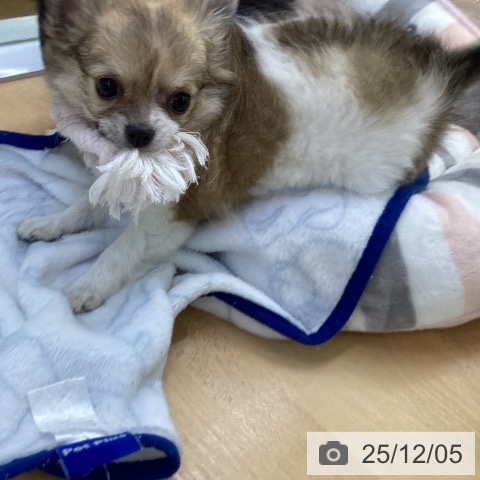 埼玉県のチワワ(ロング) (ペットプラス 羽生店/2025年10月1日生まれ/女の子/フォーンホワイト)の子犬の3枚目の画像