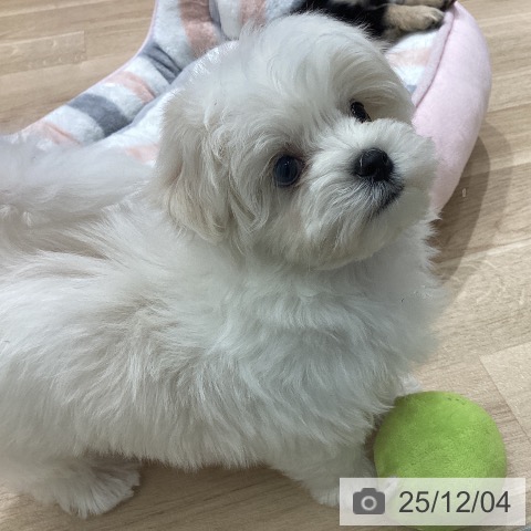 宮城県のマルチーズ (ペットプラス 名取店/2025年10月1日生まれ/男の子/ホワイト)の子犬の4枚目の画像