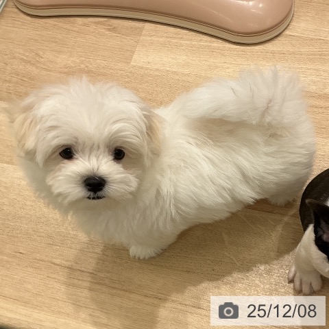 宮城県のマルチーズ (ペットプラス 名取店/2025年10月1日生まれ/男の子/ホワイト)の子犬の3枚目の画像