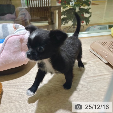 東京都のチワワ(ロング) (ペットプラス 板橋店/2025年10月1日生まれ/男の子/ブラックホワイト)の子犬の4枚目の画像