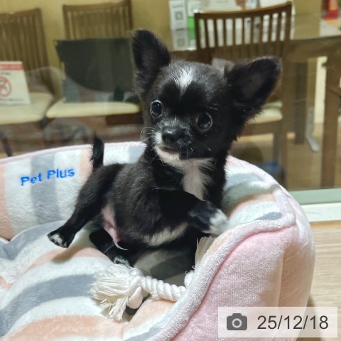 東京都のチワワ(ロング) (ペットプラス 板橋店/2025年10月1日生まれ/男の子/ブラックホワイト)の子犬の3枚目の画像