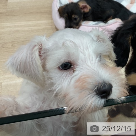 群馬県のミニチュアシュナウザー (ペットプラス イオンモール太田店/2025年10月1日生まれ/男の子/ホワイト)の子犬の3枚目の画像