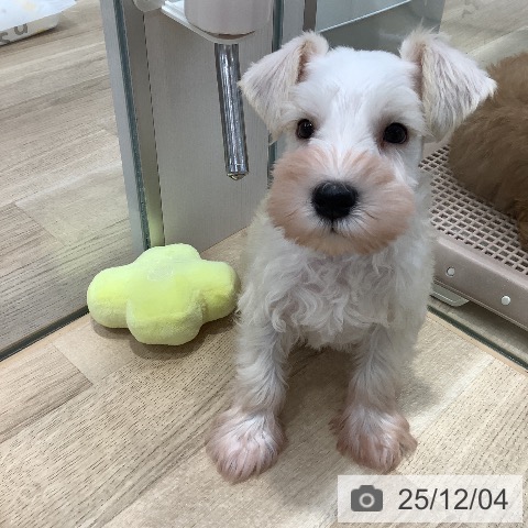 ミニチュア・シュナウザーの写真