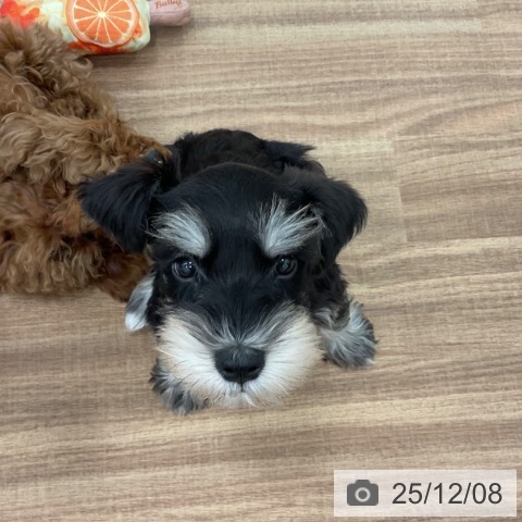 ミニチュア・シュナウザーの写真