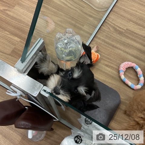 ミニチュア・シュナウザーの写真