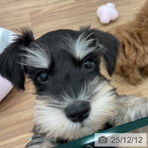 茨城県のミニチュアシュナウザー (ペッツワン 古河店/2025年10月1日生まれ/男の子/ブラックシルバー)の子犬の4枚目の画像