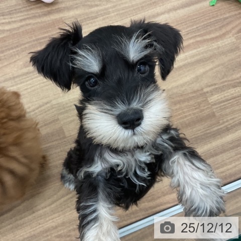 茨城県のミニチュアシュナウザー (ペッツワン 古河店/2025年10月1日生まれ/男の子/ブラックシルバー)の子犬の3枚目の画像