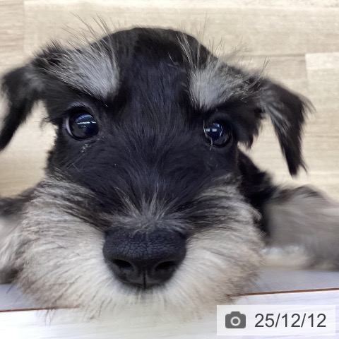 山梨県のミニチュアシュナウザー (ペットプラス 甲府昭和店/2025年10月1日生まれ/女の子/ブラックシルバー)の子犬の4枚目の画像