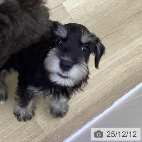 山梨県のミニチュアシュナウザー (ペットプラス 甲府昭和店/2025年10月1日生まれ/女の子/ブラックシルバー)の子犬の3枚目の画像