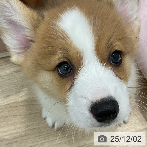 ウェルシュ・コーギー・ペンブロークの写真