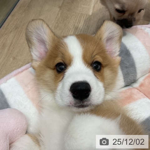 ウェルシュ・コーギー・ペンブロークの写真